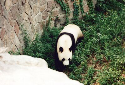 FastFoto_1996_a.jpg